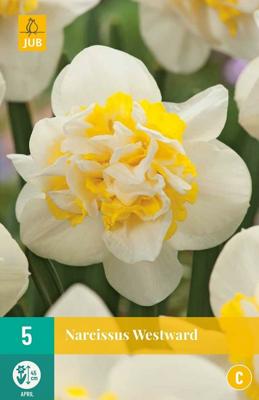 Narcis westward 5 bollen