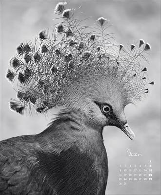 Wildlife face to Face Kalender 2026 Wildlife face to Face Kalender 2026