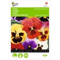 Viola, Viool Aalsmeerse Reuzen gemengd - thumbnail