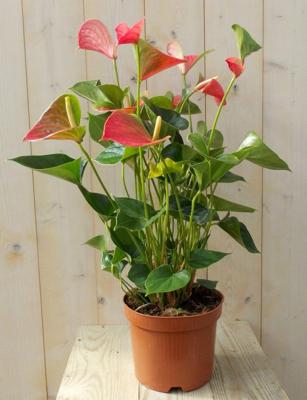 Kamerplat Flamingoplant Anthurium roze 60 cm Warentuin Natuurlijk - Warentuin natuurlijk Kamerplat Flamingoplant Anthurium roze 60 cm Warentuin Natuurlijk - Warentuin natuurlijk