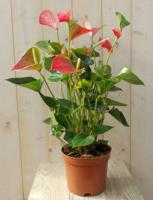 Kamerplat Flamingoplant Anthurium roze 60 cm Warentuin Natuurlijk - Warentuin natuurlijk - thumbnail