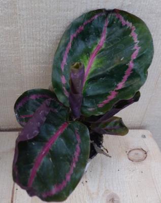 Calathea Surprise Star Pauwenplant groot blad met roze 30 cm kamerplant Warentuin Natuurlijk - Warentuin natuurlijk