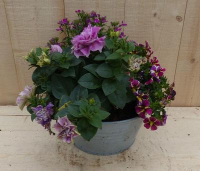 Zinken bakje zomerbloeiers roze dia. 20 cm Warentuin Natuurlijk - Warentuin natuurlijk