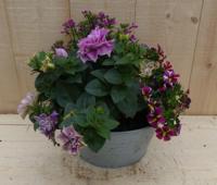 Zinken bakje zomerbloeiers roze dia. 20 cm Warentuin Natuurlijk - Warentuin natuurlijk - thumbnail