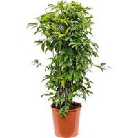 Dracaena surculosa XXXL kamerplant - thumbnail