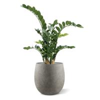 Zamioculcas kunstplant 100cm - thumbnail