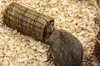 Nature First Happy pet wilgen tunnel - thumbnail