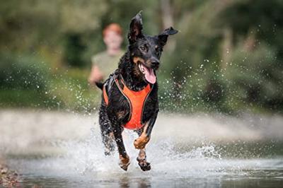 JK9®Multivest - Maat XL