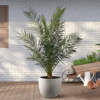 Phoenix Canariensis - Dadelpalm - P26 - thumbnail