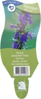 Hyssopus officinalis kruid Griffioen - Griffioen - thumbnail