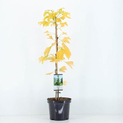 Ginkgo biloba 75 cm Conifeer Japanse notenboom Warentuin Natuurlijk - Warentuin natuurlijk