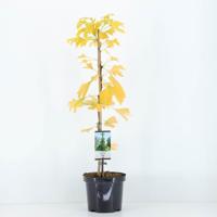 Ginkgo biloba 75 cm Conifeer Japanse notenboom Warentuin Natuurlijk - Warentuin natuurlijk - thumbnail
