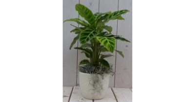 Calathea groen blad creme pot 40 cm Warentuin Natuurlijk - Warentuin natuurlijk