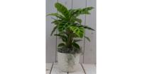Calathea groen blad creme pot 40 cm Warentuin Natuurlijk - Warentuin natuurlijk - thumbnail