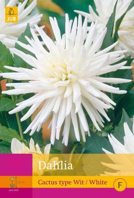 JUB x3 Dahlia Cactus Wit
