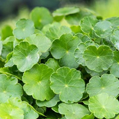 Moerings Hydrocotyle vulgaris - Gewone waternavel Moerings Hydrocotyle vulgaris - Gewone waternavel