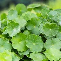 Moerings Hydrocotyle vulgaris - Gewone waternavel - thumbnail