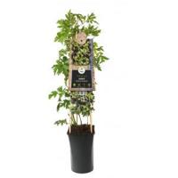 Doornloze Braam Rubus Thornless Evergreen M 75 cm klimplant - thumbnail