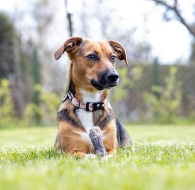 SYTA MICHA Puppy kauwbot - hondenkauwbot - 13,5 cm