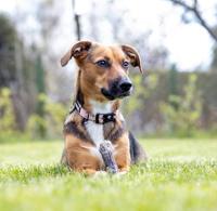 SYTA MICHA Puppy kauwbot - hondenkauwbot - 13,5 cm - thumbnail