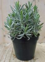 Lavendel Lavandula Lavandula Warentuin Natuurlijk - Warentuin natuurlijk - thumbnail