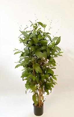 Dracaena surculosa 120 cm kunstplant Oosterik Home - Oosterik home