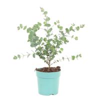 Gomboom - Eucalyptus Gunnii - P15 - thumbnail