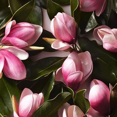 Ralph Lauren Ralph Eau de toilette Spray 50 ml Dames