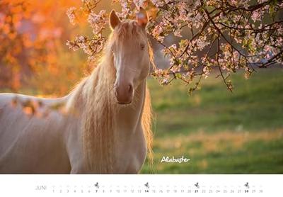 Paarden Kalender 2026 Groot