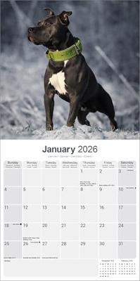 American Staffordshire Terrier Calendar 2026 Square Dog Breed Wall Calendar - 16 Month