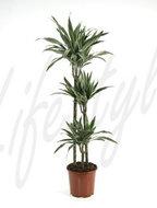 Dracaena deremensis M kamerplant