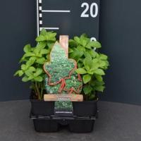 Schaduwkruid (pachysandra terminalis) bodembedekker - 4-pack - 1 stuks - thumbnail