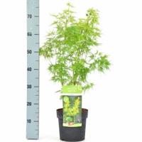Japanse esdoorn (Acer palmatum "Seiryu") heester - thumbnail