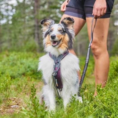 Non-stop dogwear® Hondentuigje Line Harness 5.0, purple, Maat: 8