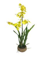 Oncidium Malibu in pot yellow 90cm - thumbnail
