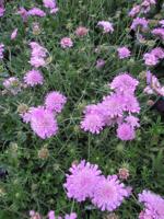 Schurftkruid - thumbnail