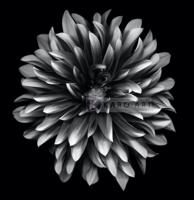 Afbeelding op acrylglas - Dahlia Zwart-Wit - thumbnail
