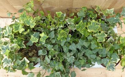 Klimop Hedera Kleur bont 10 potjes in tray Warentuin Natuurlijk - Warentuin natuurlijk