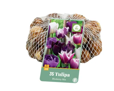 Bloembollen Tulipa Blueberry Mix 35st