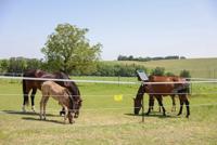 AKO platinumline afrasteringskoord 6mm 200m witblauw - thumbnail