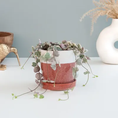 Mini Ceropegia Woodii Variegata - P6