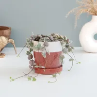 Mini Ceropegia Woodii Variegata - P6 - thumbnail