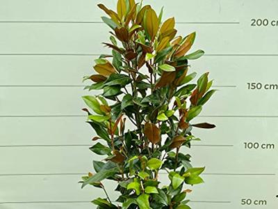 Magnolia Grandiflora Gallisoniensis - hoogte 200 cm Magnolia Grandiflora Gallisoniensis - hoogte 200 cm