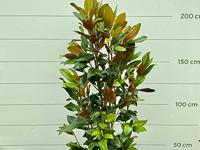 Magnolia Grandiflora Gallisoniensis - hoogte 200 cm - thumbnail