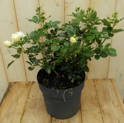 Rosa Struikroos rozen wit Warentuin Natuurlijk - Warentuin natuurlijk