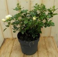 Rosa Struikroos rozen wit Warentuin Natuurlijk - Warentuin natuurlijk - thumbnail