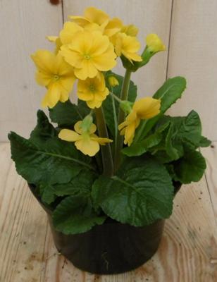 2 stuks! Vaste plant Sleutelbloem geel Primula Warentuin Natuurlijk - Warentuin natuurlijk