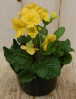 2 stuks! Vaste plant Sleutelbloem geel Primula Warentuin Natuurlijk - Warentuin natuurlijk - thumbnail