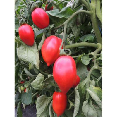 Bio-tomatenzaad ''Roma'' Maat: