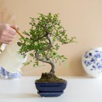 Bonsai Zelkova met blauwe schaal - P15 - thumbnail